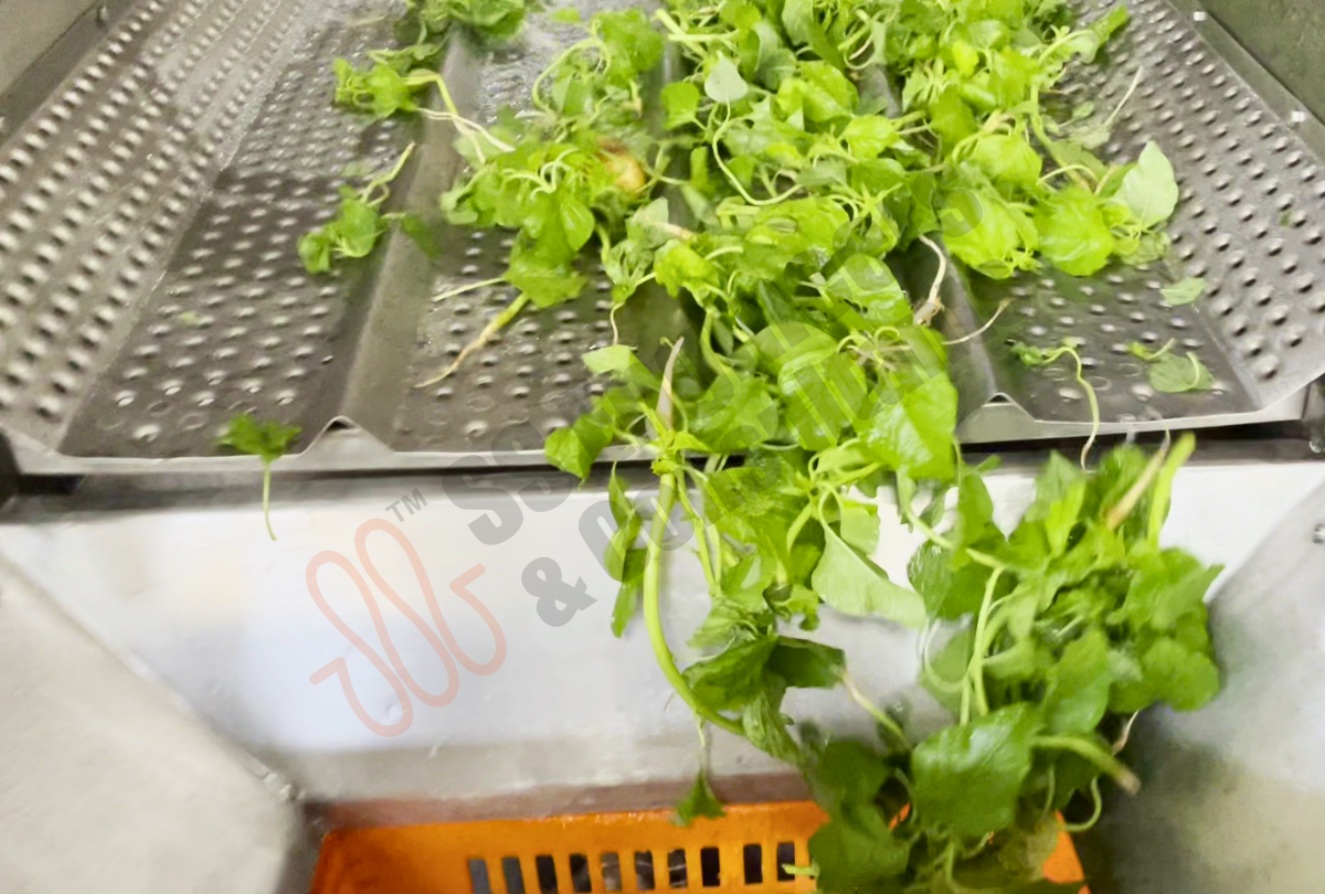 Leafy Green Vegetable Washing Line